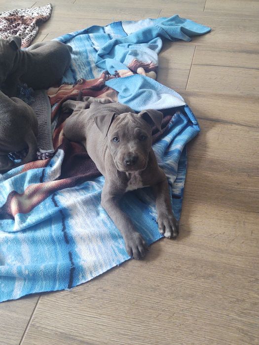 Piękna  suczka Amstaff