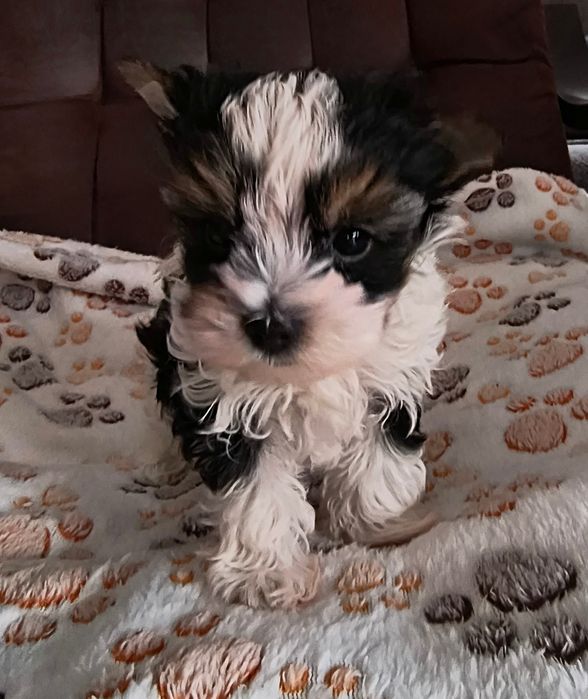 Śliczny malutki piesek Yorkshire Terrier Biewer Tricolor