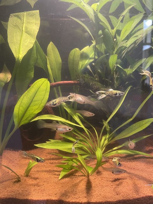 Peixes Endler Yellow Tiger