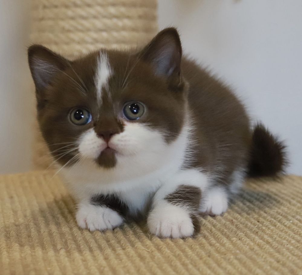 Fêmea  British Shorthair com LOP