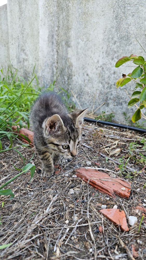 Gatinho bebê para adoção