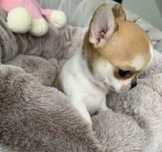 Chihuahua mini dziewczynka