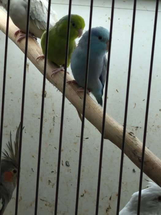 Casal forpus bonitos