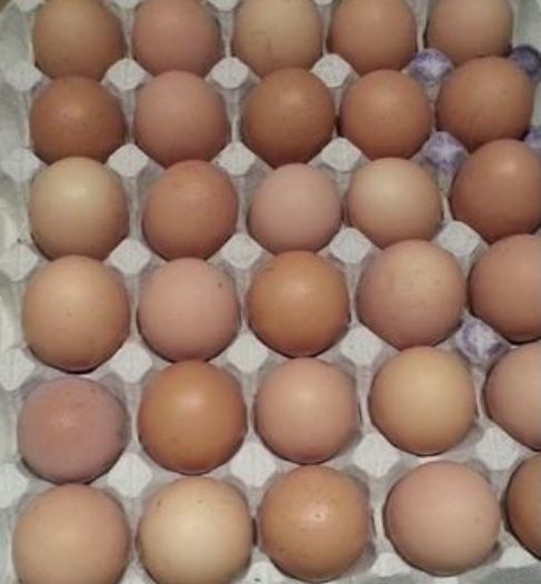 Домінант інкубаційні яйця