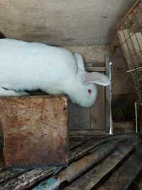 Продам кролей белий панон