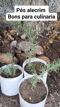 Pés alecrim de flor de cair bordas  para plantar