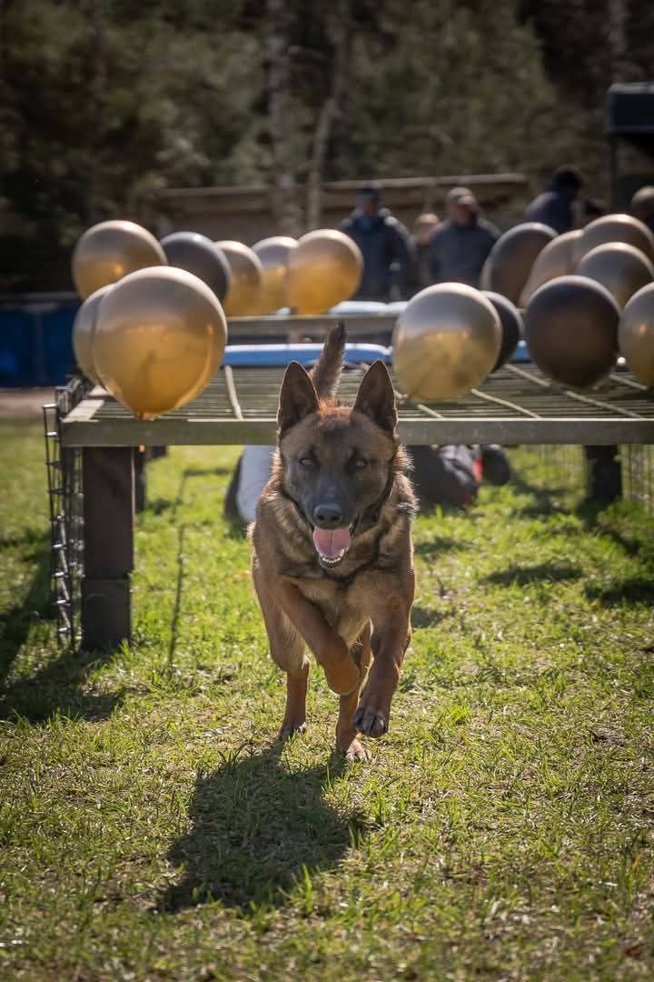 Owczarek belgijski Malinois FCI