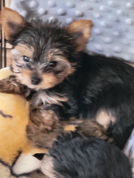 Śliczny Malutki Yorkshire Terrier