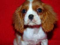Cavalier King Charles Spaniel*Śliczna suczka