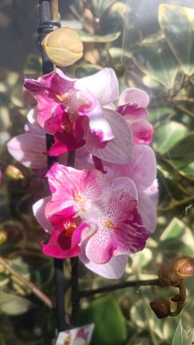 Орхидеи Мутантики