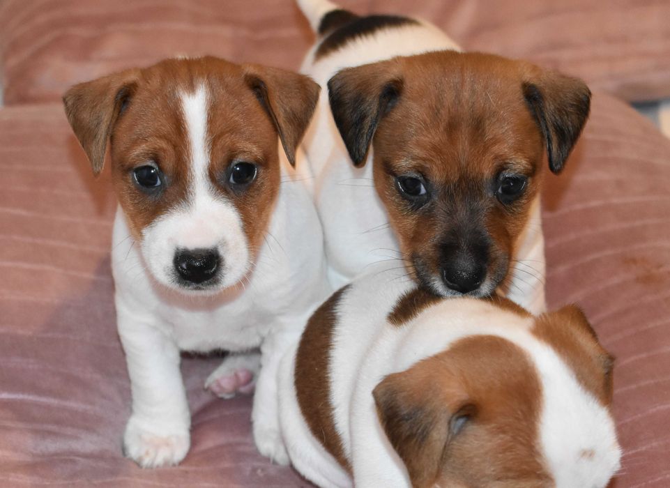 Jack Russell Terrier - szczeniak do rezerwacji