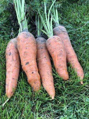 Морква домашня, картопля велика