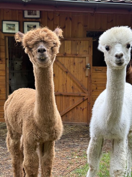 Alpaka premium samiec, samice, Alpagi