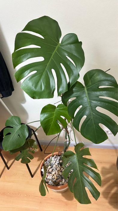 Planta: Costela de Adão