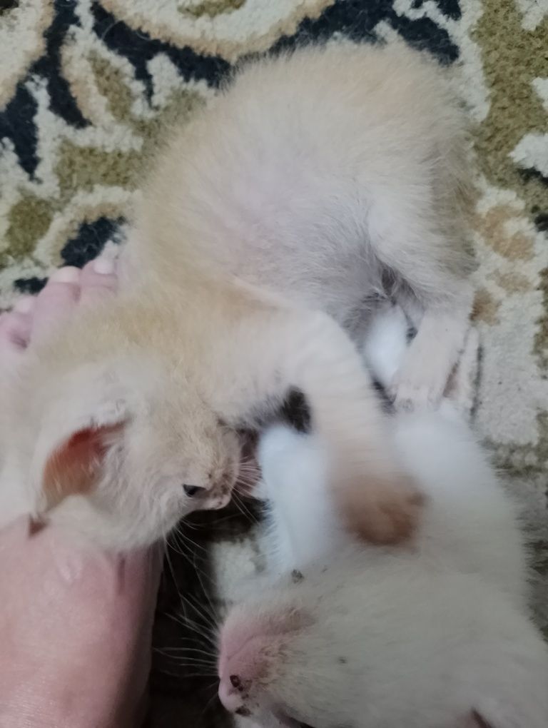 Отдам котят. Пять котиков и одна трёхместная кошечка.