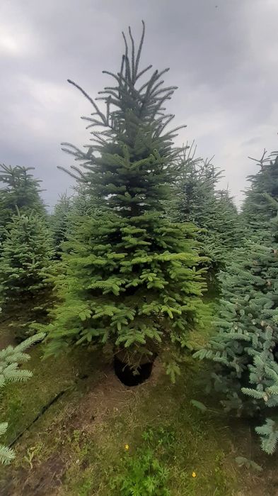 Duży  świerk srebrny  kłujący w donicy
