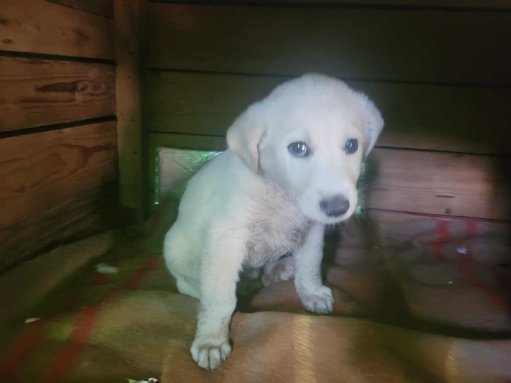 Śliczny szczeniak API w typie labradora pilnie szuka domu !!
