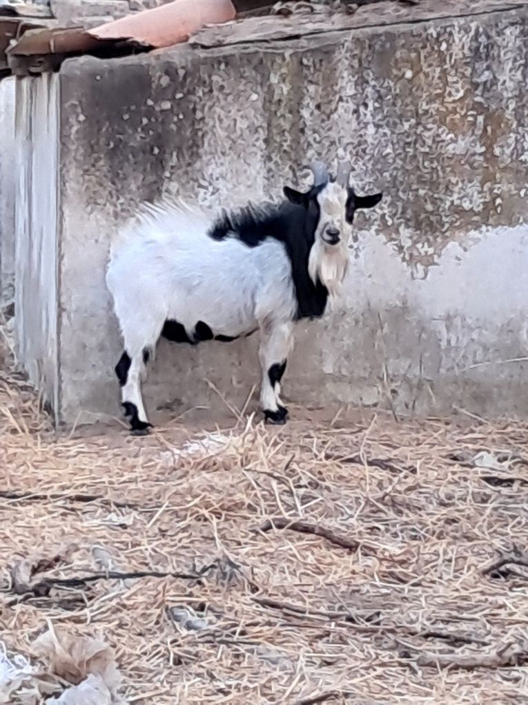 Animais de quinta Chibo anão