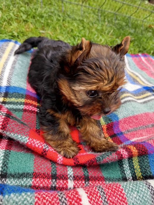 York malutki piesek Yorkshire Terrier