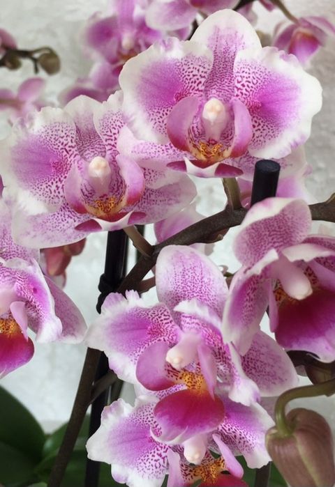 Орхідея Pink Dream, дітка