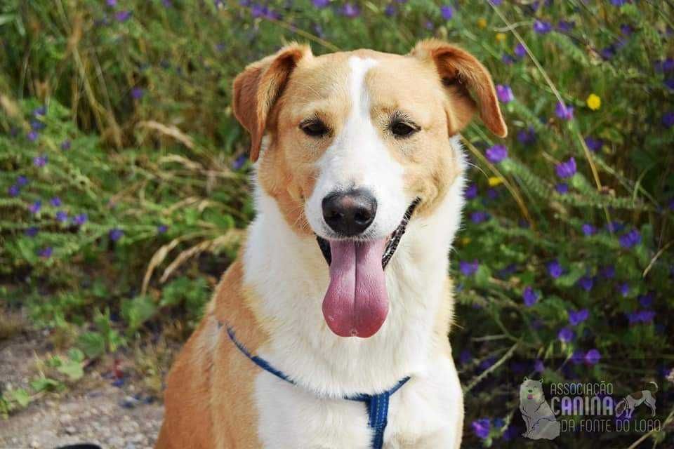 Simba - cão médio para adoção