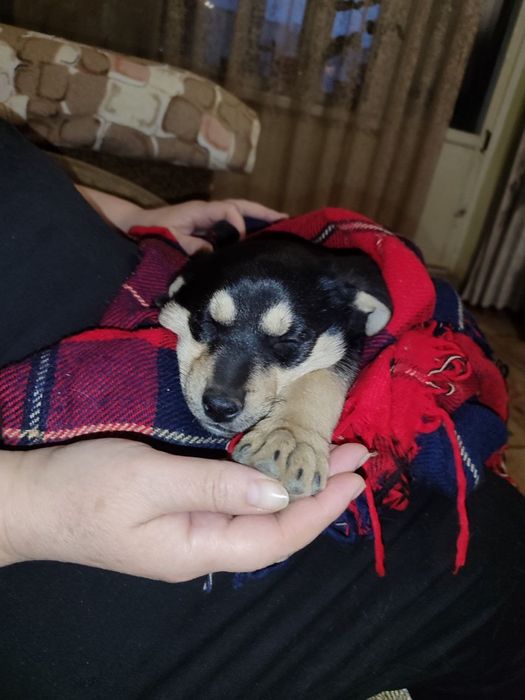 Прекрасная безхаостая подружка ищет маму и папу