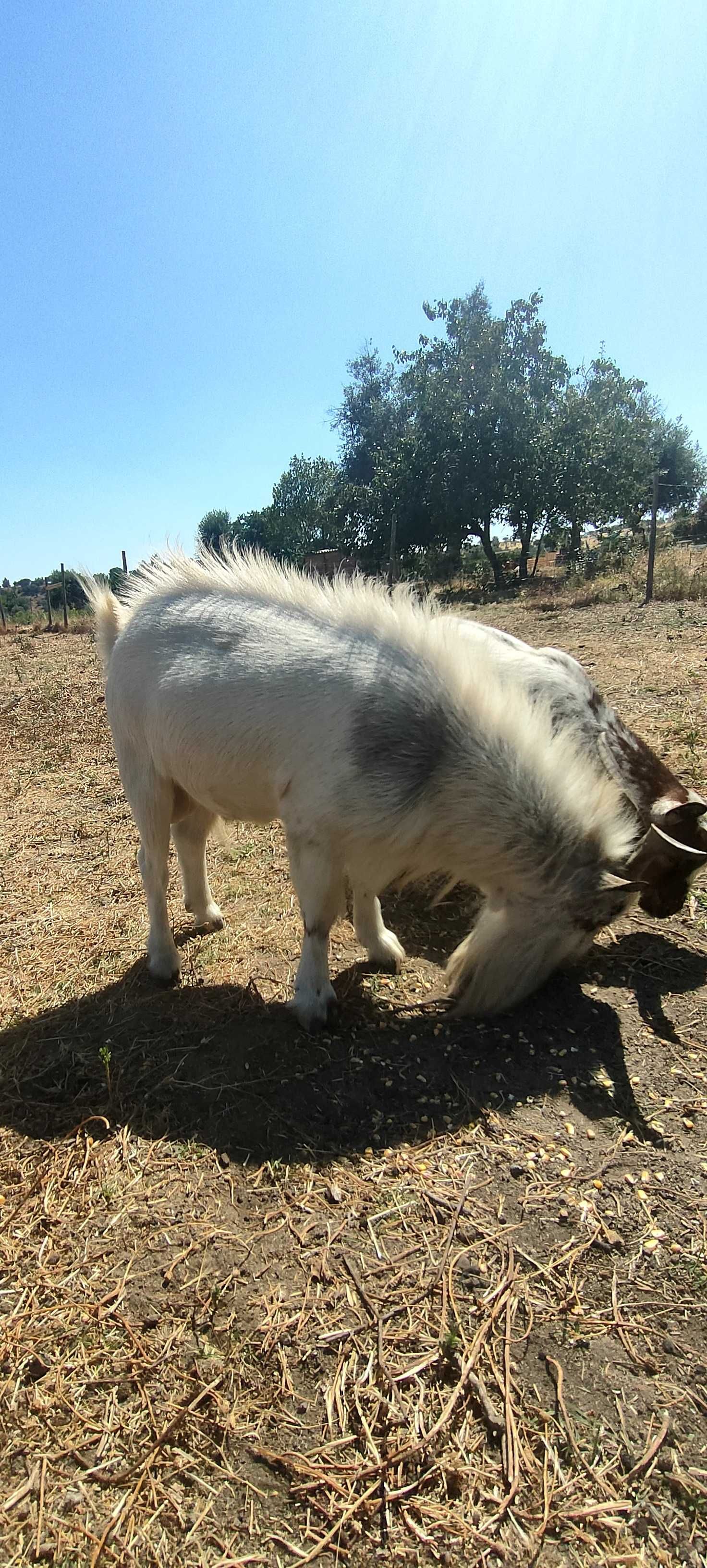 Cabras anãs disponíveis