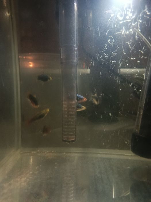 Zamcze platynki jedynie się zamienię albo odam