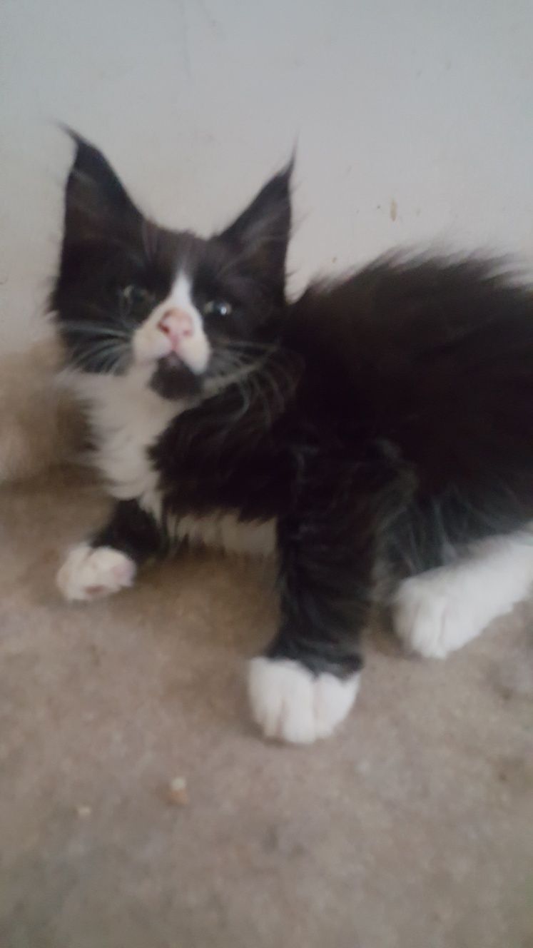 Kocurek Maine Coon