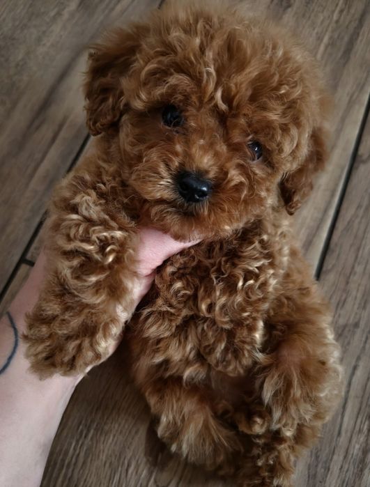 Pudel Toy Red samiec z krótkim pyszczkiem po malutkich rodzicach !