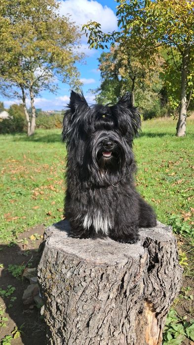 York black duży  Picasso