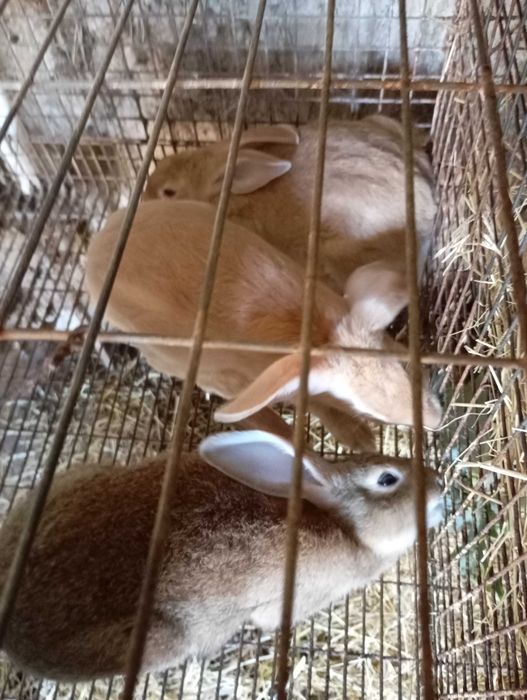 Coelhos grandes caseiros, criados a feno, couves e aveia e trigo