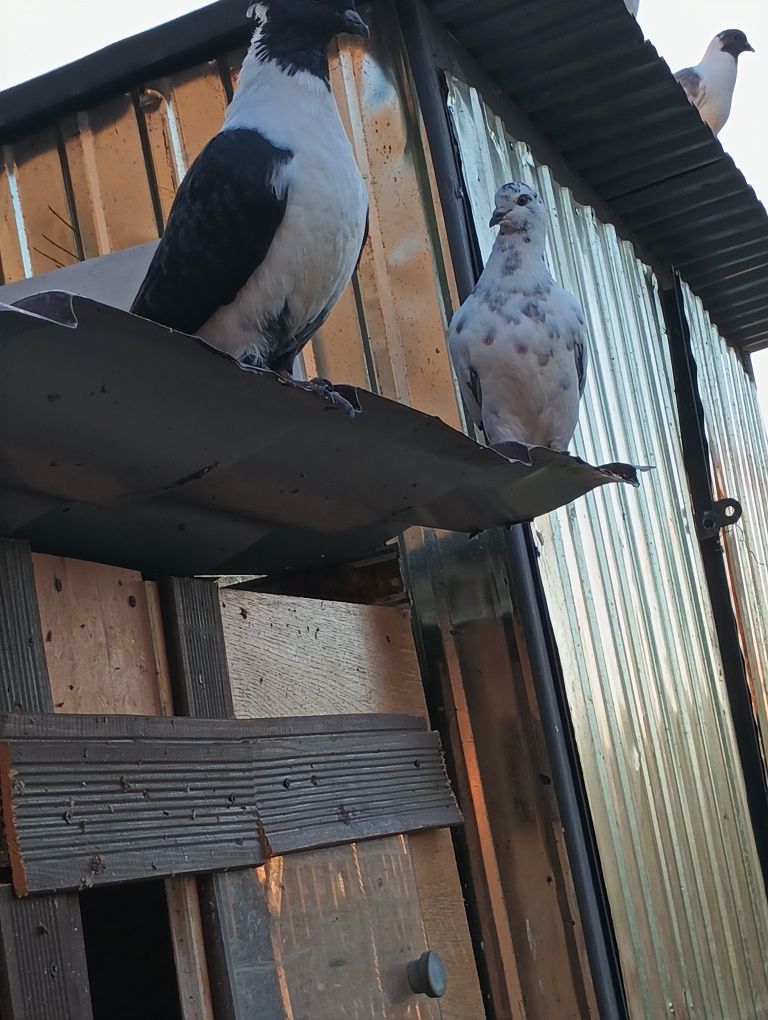 Sprzedam Gołębnik z gołębiami lub same gołębie