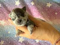 Chihuahua chłopiec