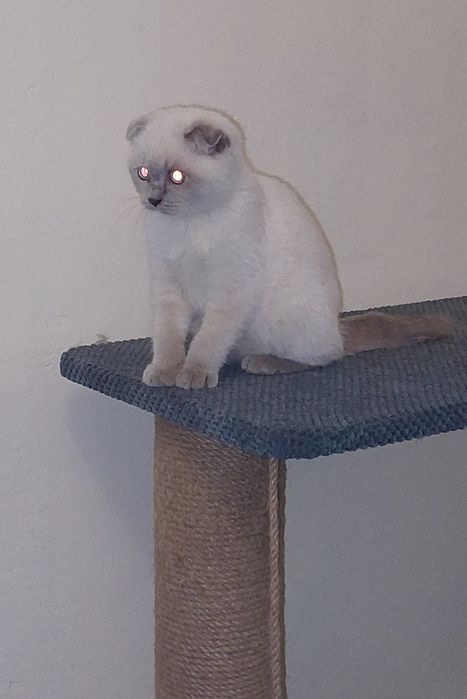 Шотландская вислоухая Девочка. Окрас Блю-пойнт.