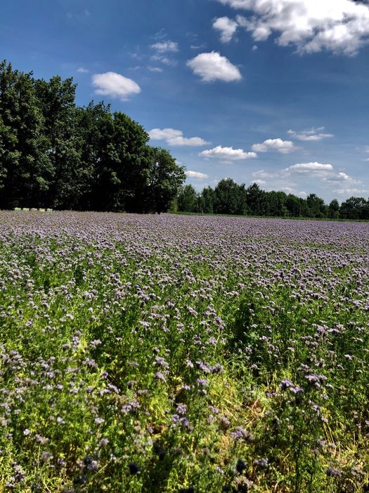 Facelia błękitna poplon