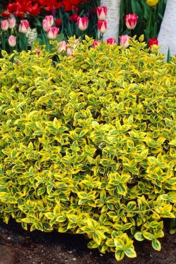 Бруслина Форчуна Emerald Gold рослини бересклет