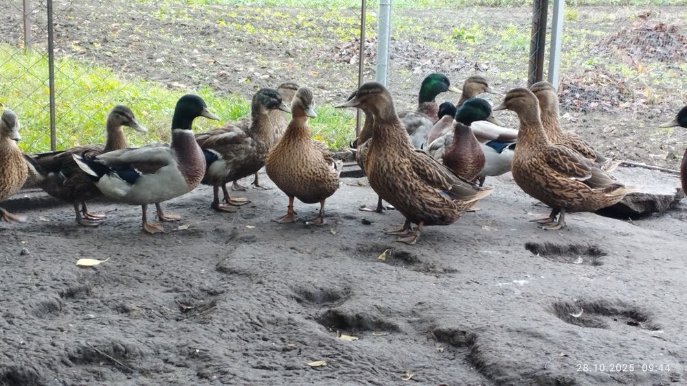 Підсадна качка, кряква