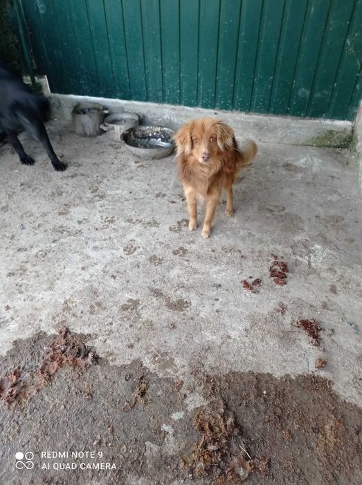 Отдам собаку в хорошие руки,добрый,игривый,любит людей