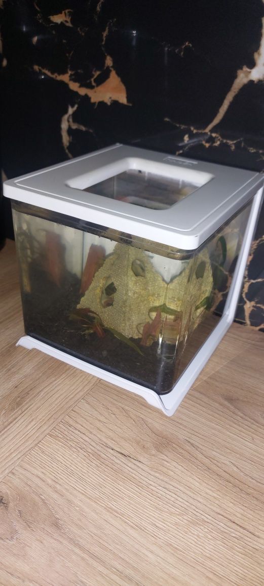 Mini akwarium z rybkami