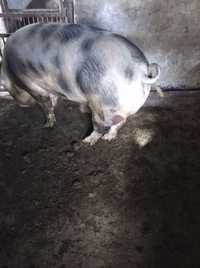 Продам свині(180 до 200 кг)