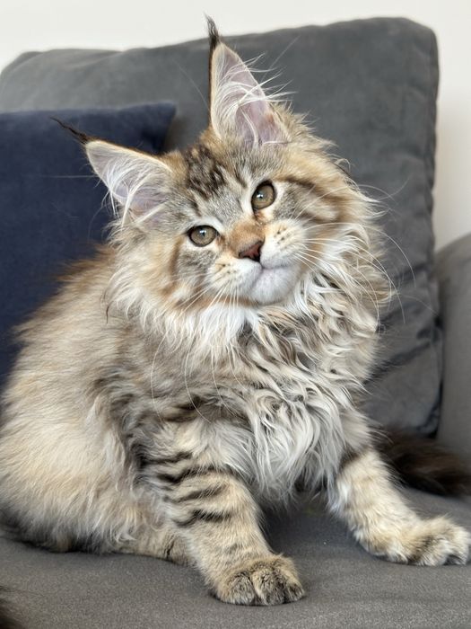 Kocięta koteczka szylkretka Maine Coon