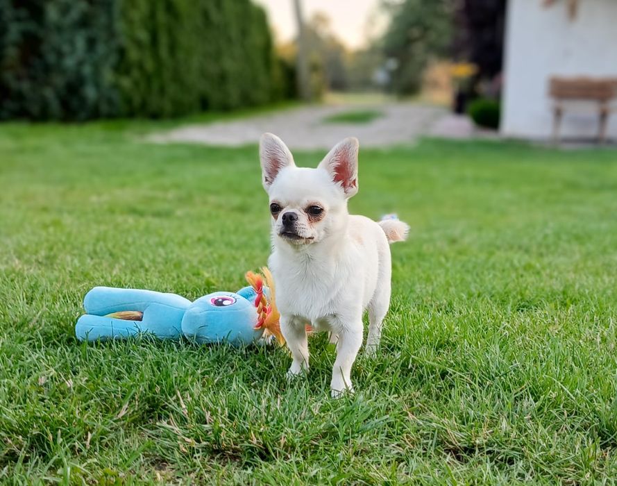 NAJPIĘKNIEJSZA MINI Królewna chihuahua. Cudna sunia !