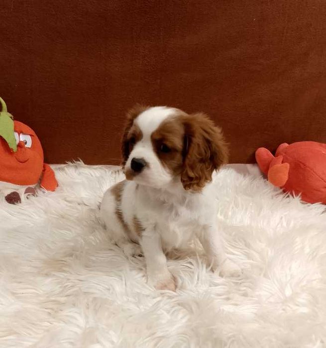 Cavalier King Charles Spaniel chłopiec