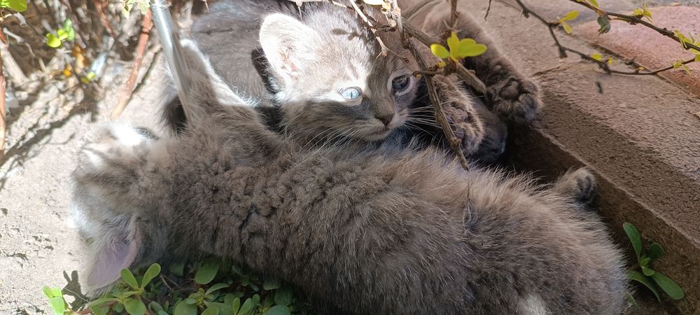 Котики безкоштовно