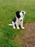 Border collie śliczna suczka