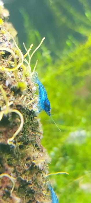 Krewetki Neocaridina blue velvet 10 szt.