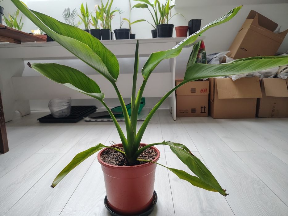 Ravenala Madagascariensis - drzewo podróżnika -Pielgrzan madagaskarski