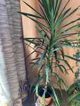 Domowa Yucca do oddania za darmo