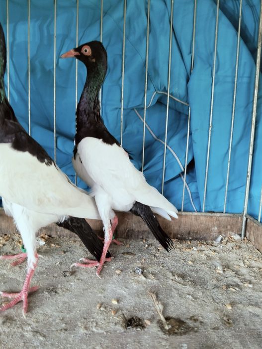 Sprzedam sroki czarne i żółte 2025